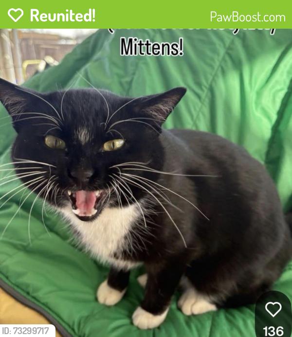 Reunited Male Cat last seen 97th and Antioch Overland Park, Overland Park, KS 66212