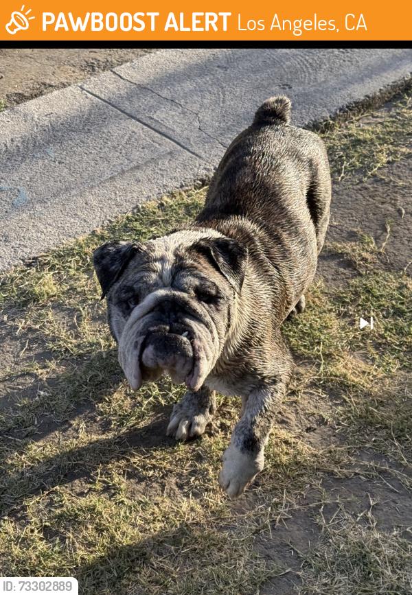 Found/Stray Male Dog last seen 67th 10th Ave, Los Angeles, CA 90043