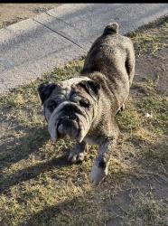 Found/Stray Male Dog last seen 67th 10th Ave, Los Angeles, CA 90043
