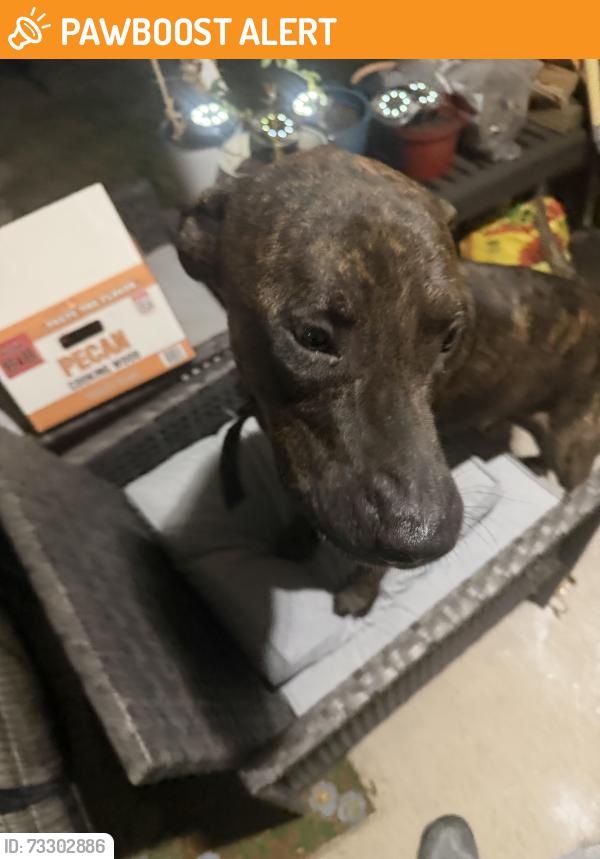 Found/Stray Male Dog last seen Driftwood, Bear Creek Ranch, TX 75146