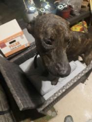Found/Stray Male Dog last seen Driftwood, Bear Creek Ranch, TX 75146