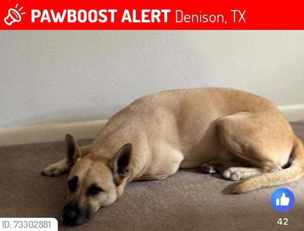 Lost Male Dog last seen aloha shaved ice co, Denison, TX 75020