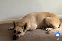 Lost Male Dog last seen aloha shaved ice co, Denison, TX 75020