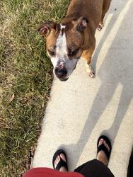 Found/Stray Male Dog last seen Near Leafhopper lane, Conroe, TX 77301