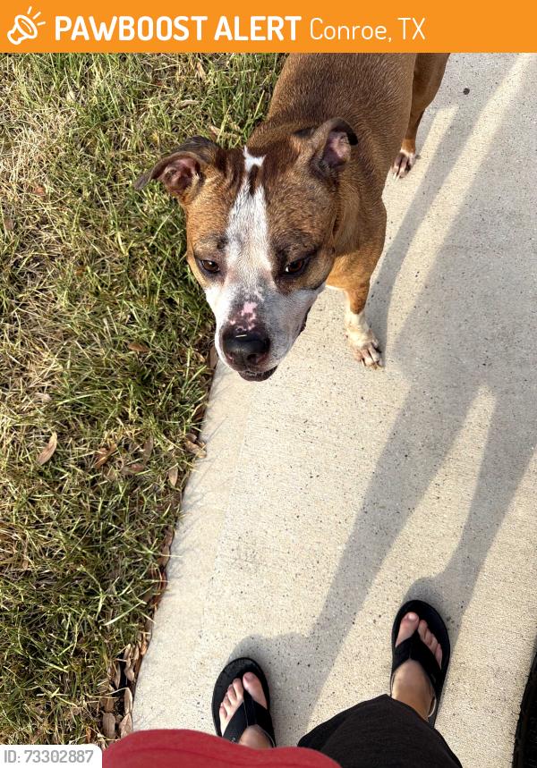 Found/Stray Male Dog last seen Near Leafhopper lane, Conroe, TX 77301