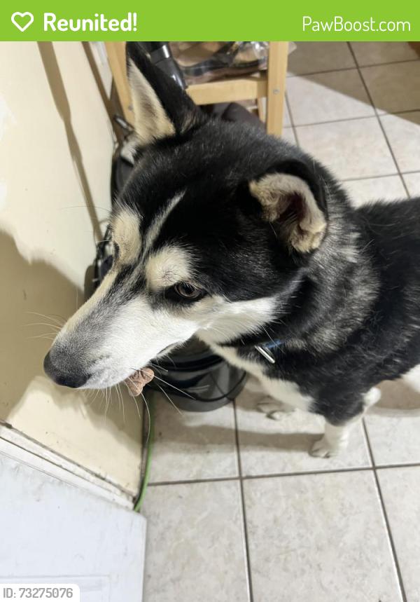 Reunited Male Dog last seen derousse and forrest ave near the park, Pennsauken, NJ 08110