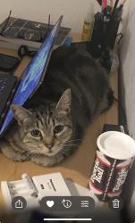 Lost Female Cat last seen between Phelps & Newhall, San Francisco, CA 94124