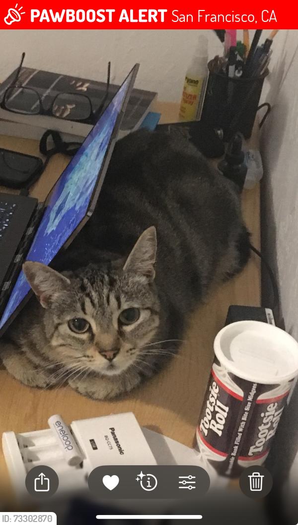 Lost Female Cat last seen between Phelps & Newhall, San Francisco, CA 94124