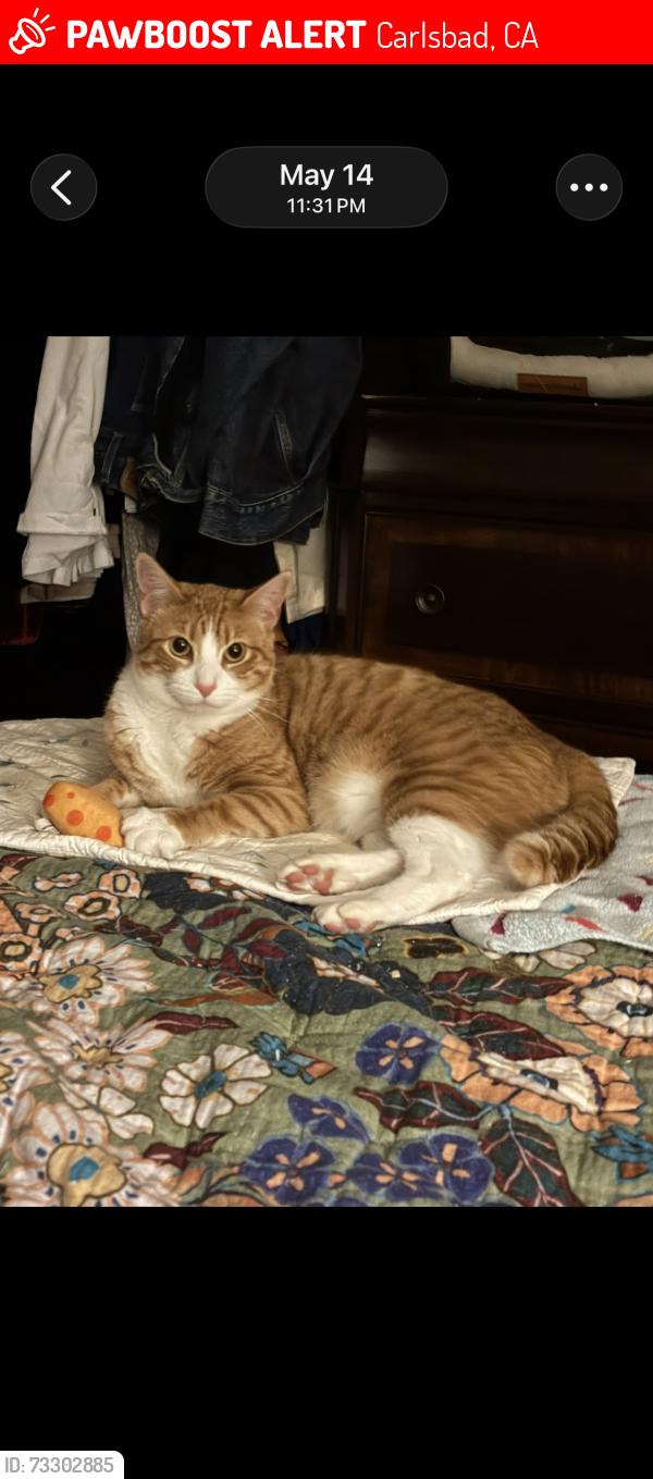 Lost Male Cat last seen Paseo Verde, Carlsbad, CA 92009