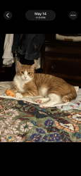 Lost Male Cat last seen Paseo Verde, Carlsbad, CA 92009
