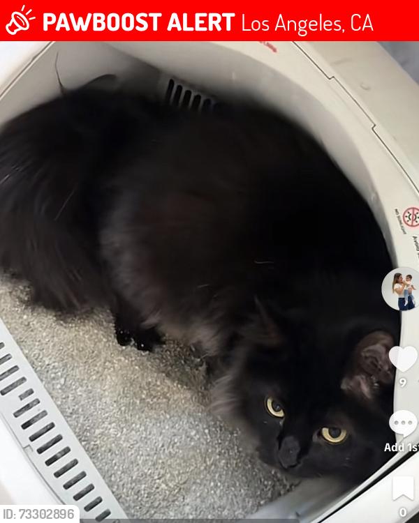 Lost Female Cat last seen Carl st, Los Angeles, CA 91342