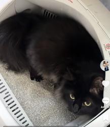Lost Female Cat last seen Carl st, Los Angeles, CA 91342