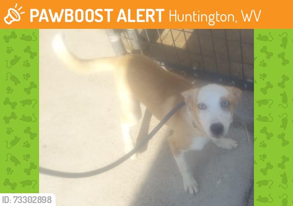 Found/Stray Unknown Dog last seen 9th Ave and 18th Street, Huntington, WV 25703