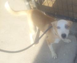Found/Stray Unknown Dog last seen 9th Ave and 18th Street, Huntington, WV 25703