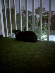 Reunited Female Cat last seen Elmhurst village front office, Oviedo, FL 32765
