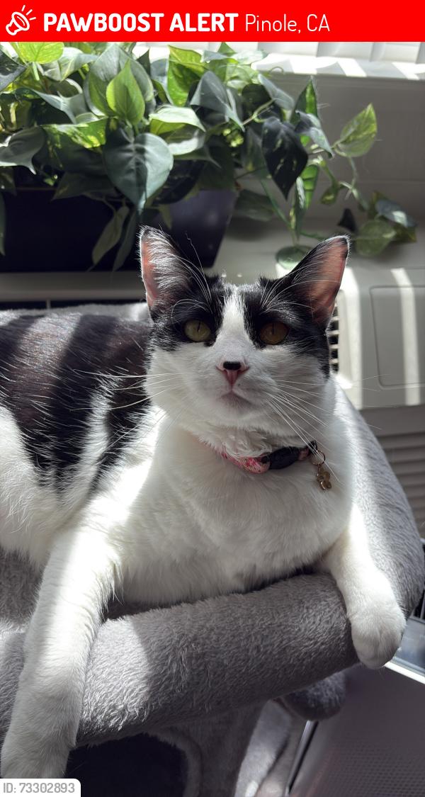 Lost Female Cat last seen Near Marlesta Ct, Pinole, CA 94564
