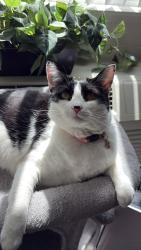 Lost Female Cat last seen Near Marlesta Ct, Pinole, CA 94564