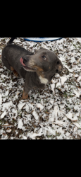 Reunited Male Dog last seen Ventura Drive, Columbus, GA 31909