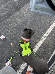 Lost Male Dog last seen I-75 & 484. Near Wendy’s, Ocala, FL 34473