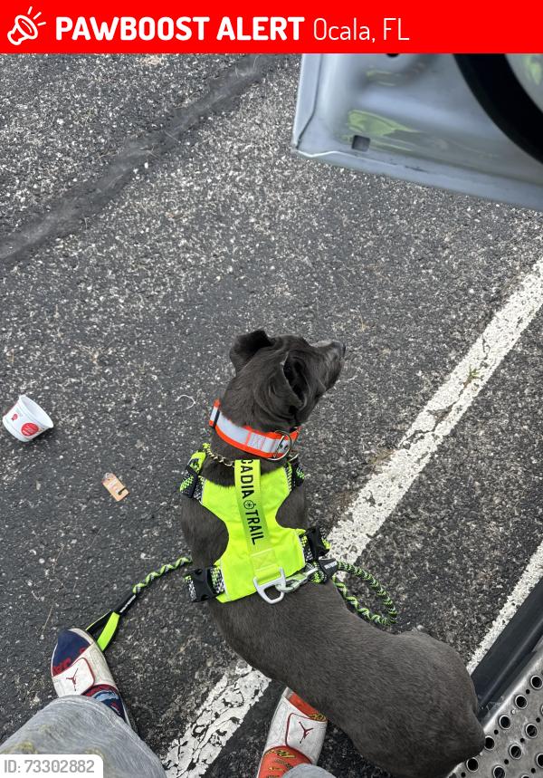 Lost Male Dog last seen I-75 & 484. Near Wendy’s, Ocala, FL 34473