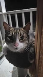 Reunited Male Cat last seen Blue hse, Clayton, NC 27527