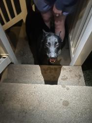 Reunited Female Dog last seen Crescent, Valley Park, MO 63088