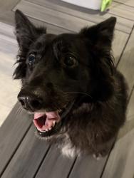 Found/Stray Female Dog last seen Near W 80th St, Los Angeles, CA 90045, Los Angeles, CA 90044