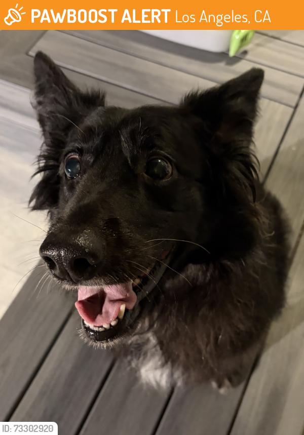Found/Stray Female Dog last seen Near W 80th St, Los Angeles, CA 90045, Los Angeles, CA 90044
