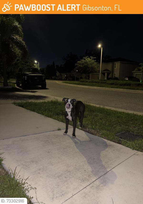 Found/Stray Female Dog last seen Candleberry woods lane, Gibsonton, FL 33534