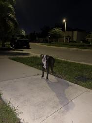 Found/Stray Female Dog last seen Candleberry woods lane, Gibsonton, FL 33534