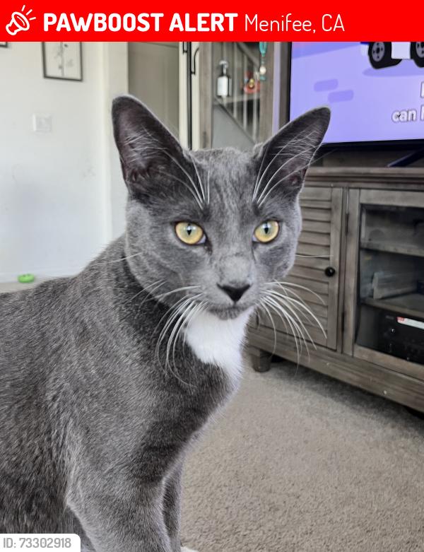 Lost Male Cat last seen Leon& keller, Menifee, CA 92596