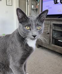 Lost Male Cat last seen Leon& keller, Menifee, CA 92596