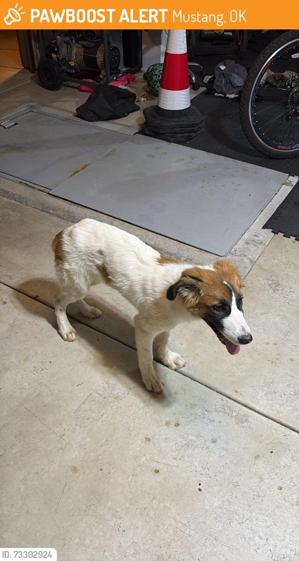 Found/Stray Male Dog last seen Savannah Lakes Neighbhorhood Mustang Oklahoma, Mustang, OK 73064