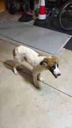 Found/Stray Male Dog last seen Savannah Lakes Neighbhorhood Mustang Oklahoma, Mustang, OK 73064