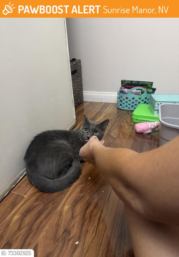 Found/Stray Unknown Cat last seen Mount hood and lake mead, Sunrise Manor, NV 89156