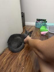 Found/Stray Unknown Cat last seen Mount hood and lake mead, Sunrise Manor, NV 89156