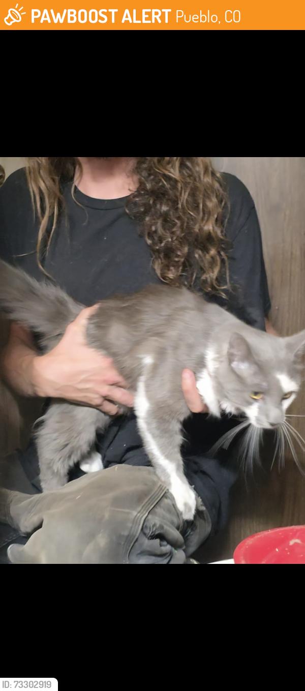 Found/Stray Unknown Cat last seen close to Dairy queen on lake ave, Pueblo, CO 81004