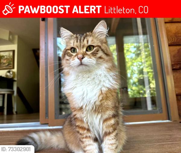 Lost Male Cat last seen Ashbaugh Pond (near Heritage High), Littleton, CO 80120