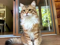 Lost Male Cat last seen Ashbaugh Pond (near Heritage High), Littleton, CO 80120