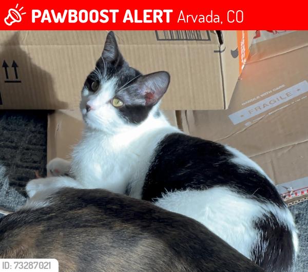 Lost Male Cat last seen 95th Place and Garnett Way, Arvada, CO 80007