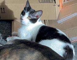 Lost Male Cat last seen 95th Place and Garnett Way, Arvada, CO 80007