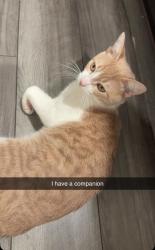 Lost Male Cat last seen Thames Chase Dr & Breebry Dr, Corpus Christi, TX 78415
