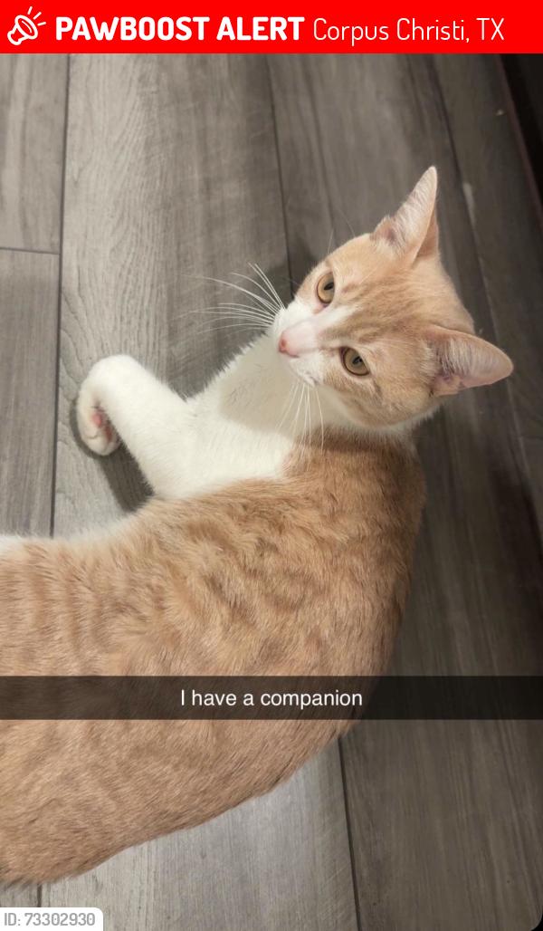 Lost Male Cat last seen Thames Chase Dr & Breebry Dr, Corpus Christi, TX 78415