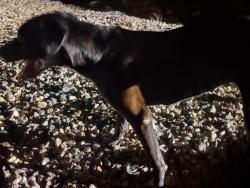 Found/Stray Female Dog last seen Ben st., Maricopa, AZ 85138
