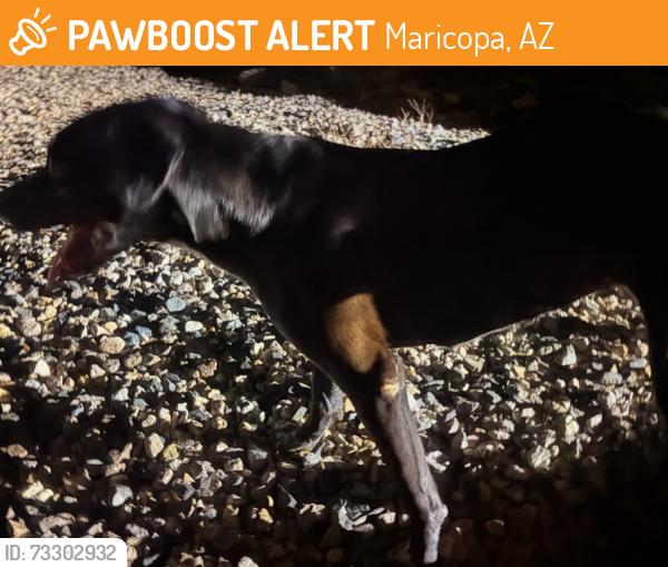 Found/Stray Female Dog last seen Ben st., Maricopa, AZ 85138