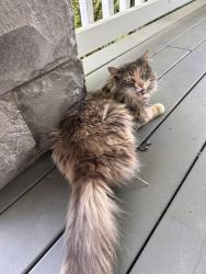 Found/Stray Female Cat last seen E Heritage loop and 18th St, La Center, WA 98629