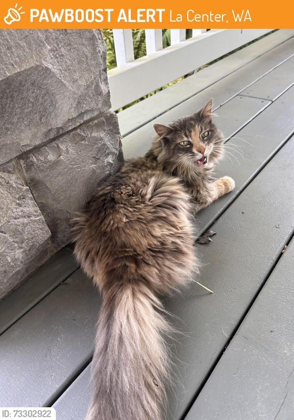 Found/Stray Female Cat last seen E Heritage loop and 18th St, La Center, WA 98629