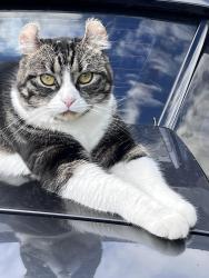 Reunited Male Cat last seen Near esplanade Mount Martha, Mount Martha, VIC 3934