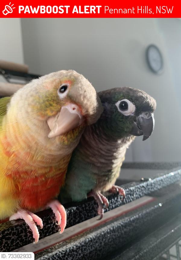 Lost Female Bird last seen Fisher Avenue Pennant Hills, Pennant Hills, NSW 2120