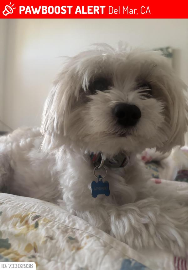 Lost Male Dog last seen Plaza Del Mar, Del Mar, CA 92014